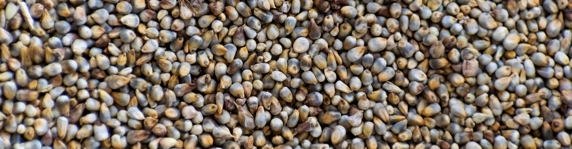 Bajra