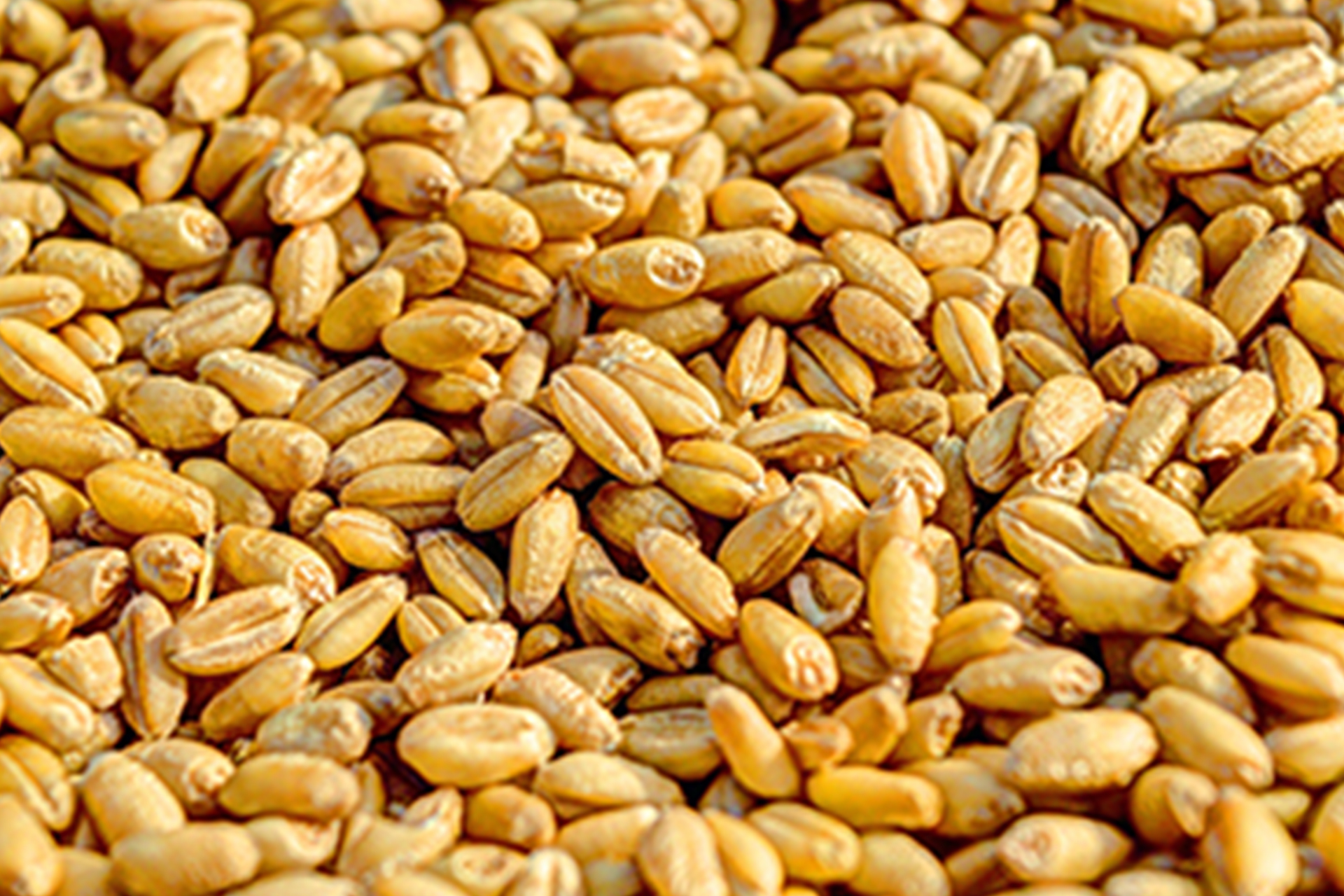 Wheat