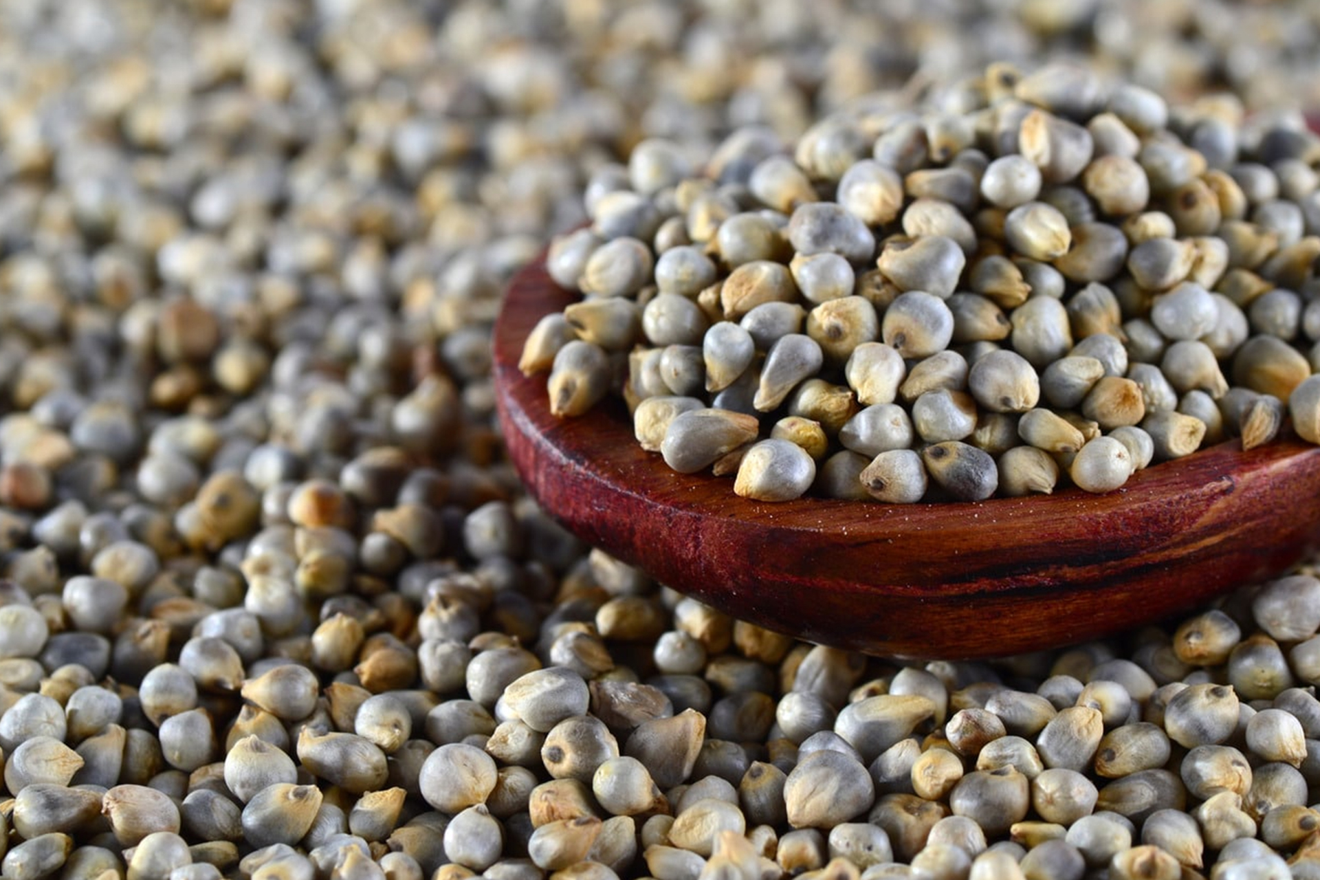 Bajra