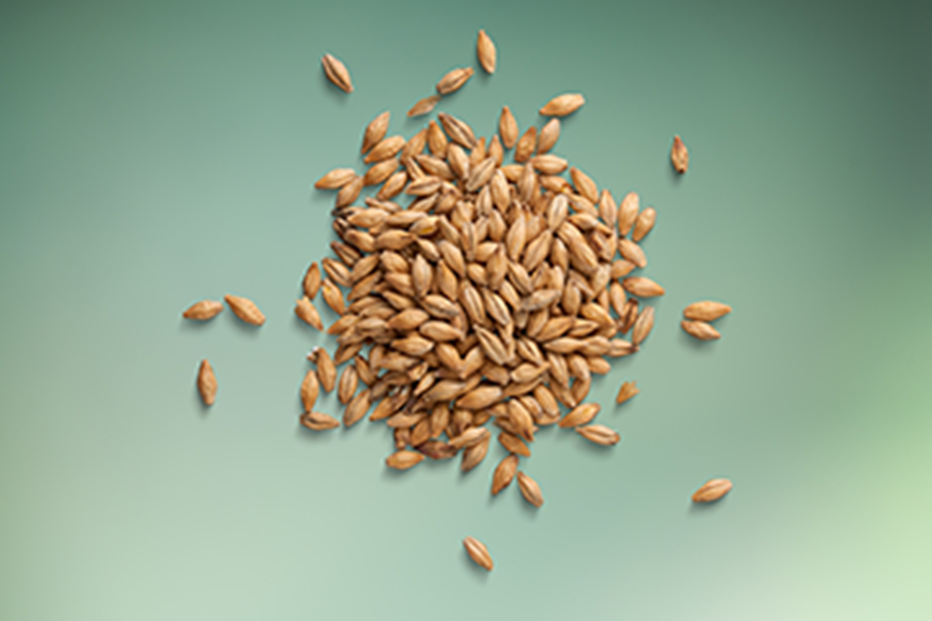 Barley