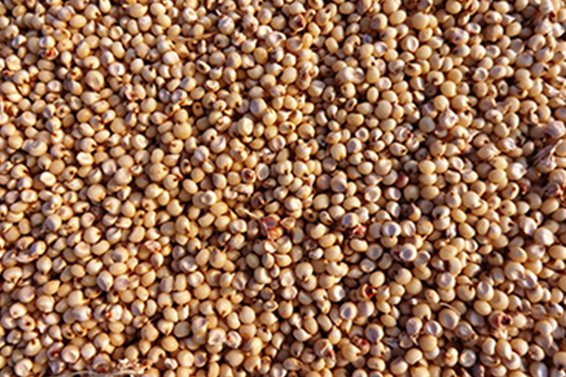 Sorghum